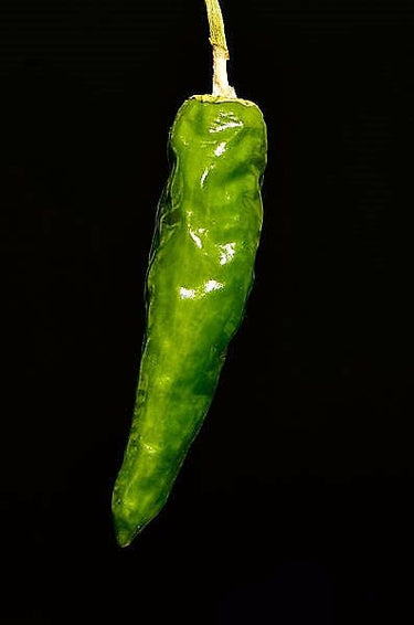25 Organic KOREAN Dark GREEN PEPPER Lady Han Hot Chili Long Red Capsicum Annuum Seeds